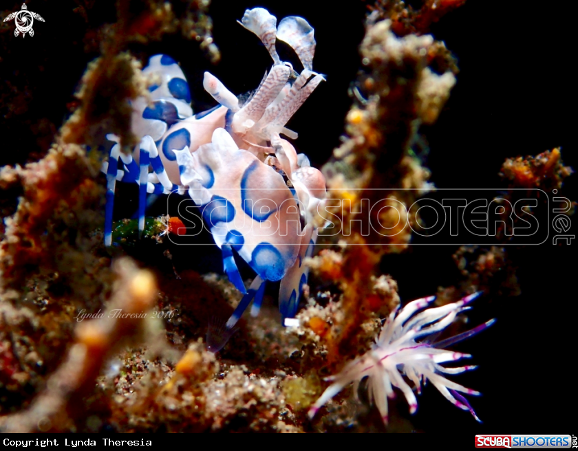 A Harlequin Shrimp and Flabellina