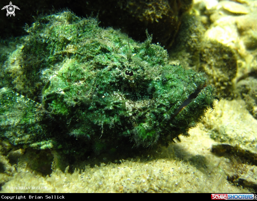 A False Stonefish