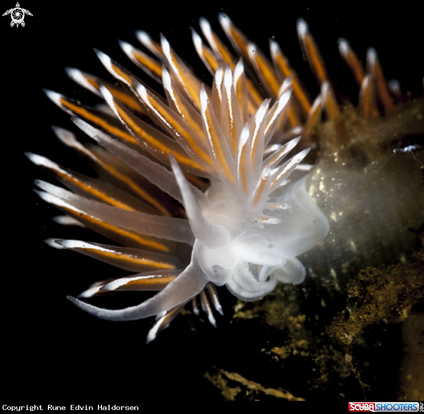 A Flabellina lineata