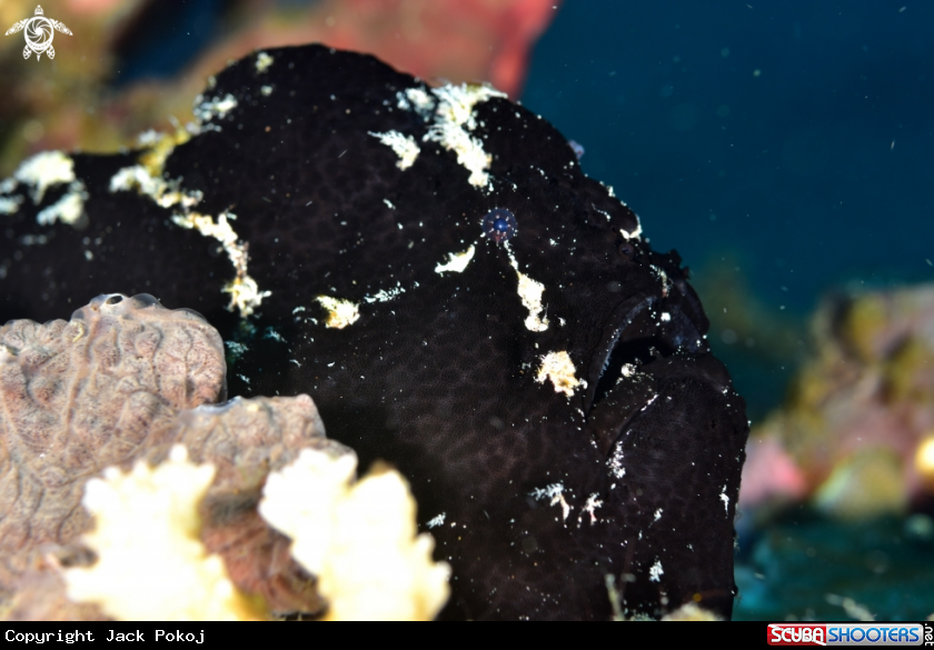 A Painted frogfish