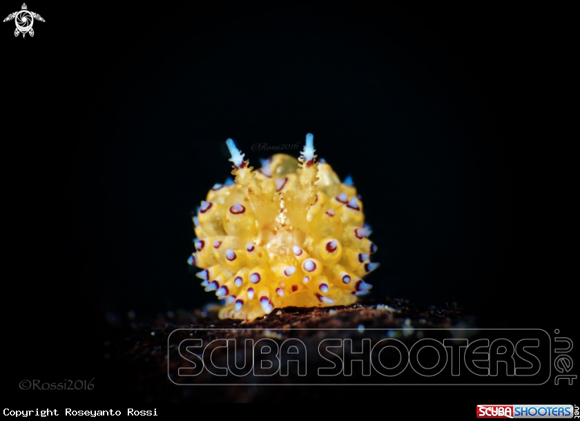 A Janolus sp.