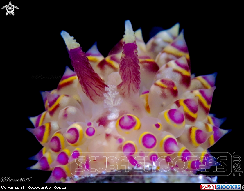 A Janolus sp.