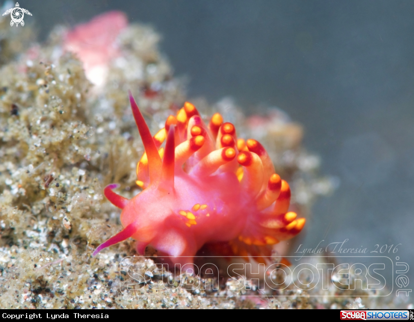 A Cuthona sibogae
