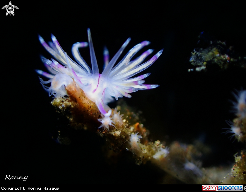 A Flabellina angelvaldesi