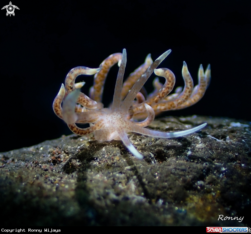 A Phyllodesmium sp2