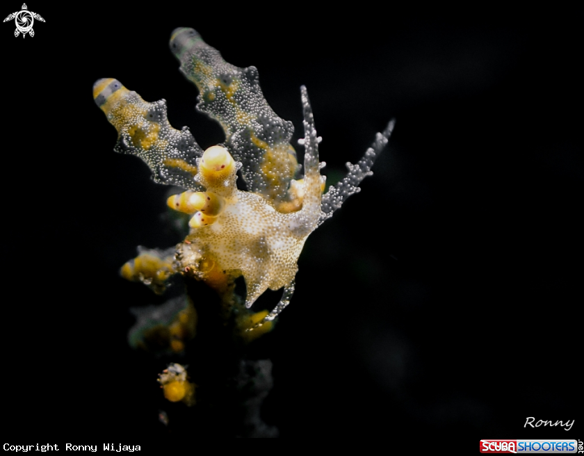 A Eubranchus mandapamensis