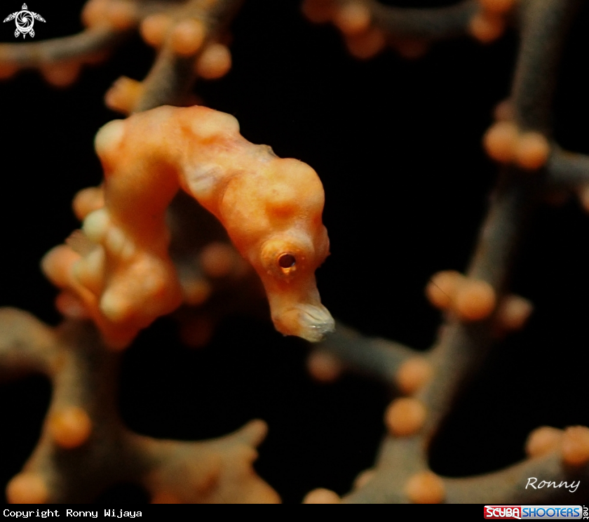 A Hippocampus Denise