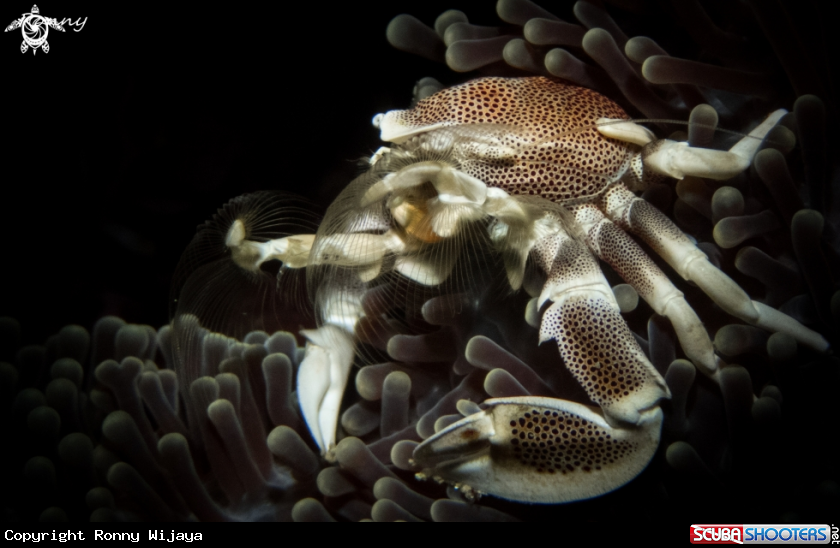 A Porcelain Crab