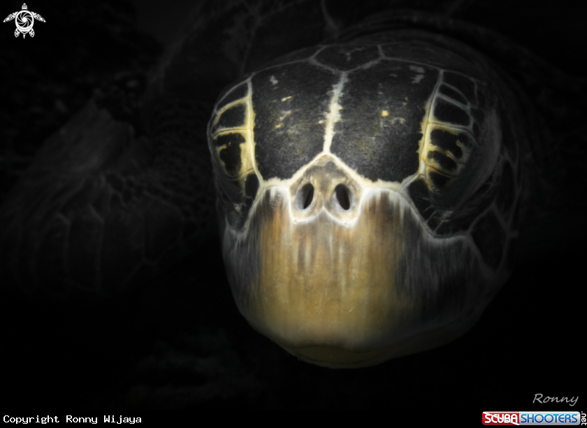 A Green Turtle