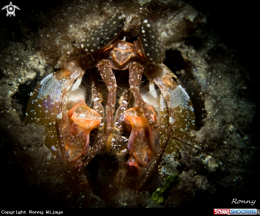 A Giant Mantis Shrimp