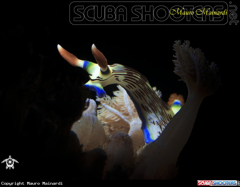 A Nudibranch