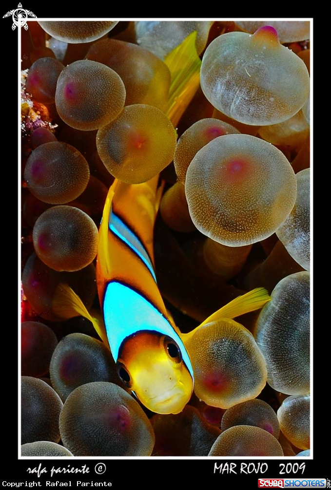 A Nemo