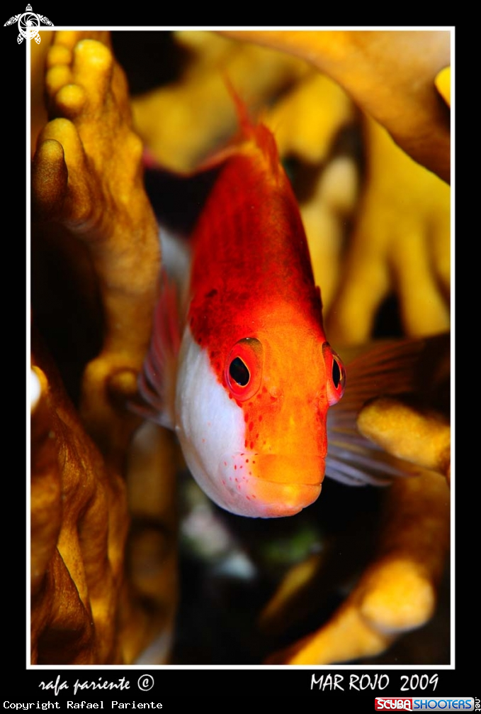 A Pez Halcón