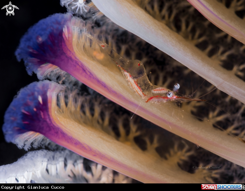 A Commensal shrimp,Gamberetto commensale