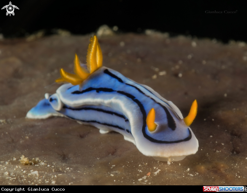 A Chromodoris Nudibranch