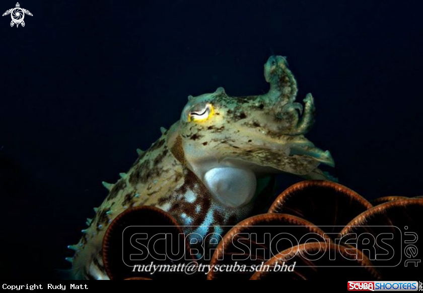 A Cuttle fish