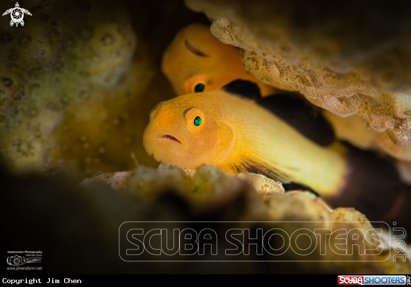 A Panda Goby