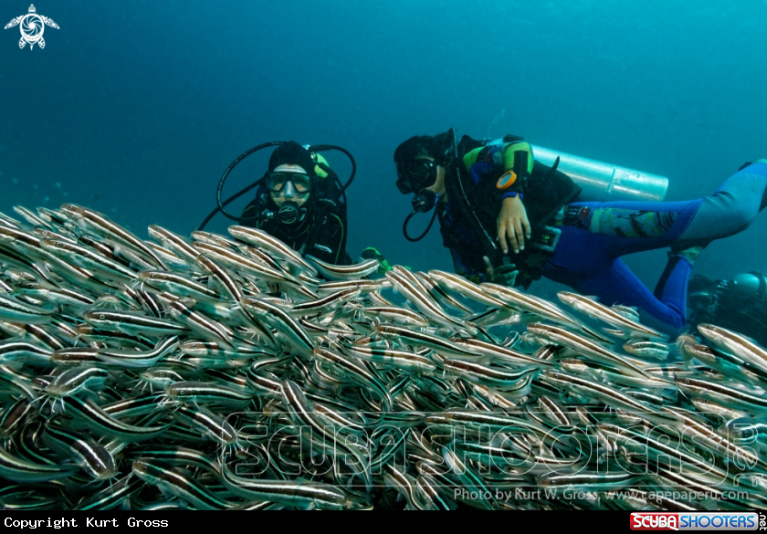 A Divers with Catfish