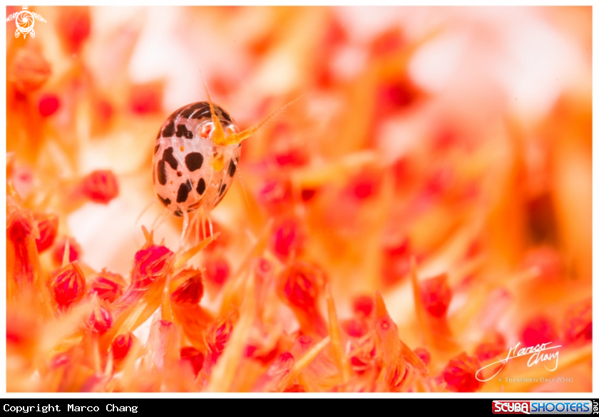 A lady bug