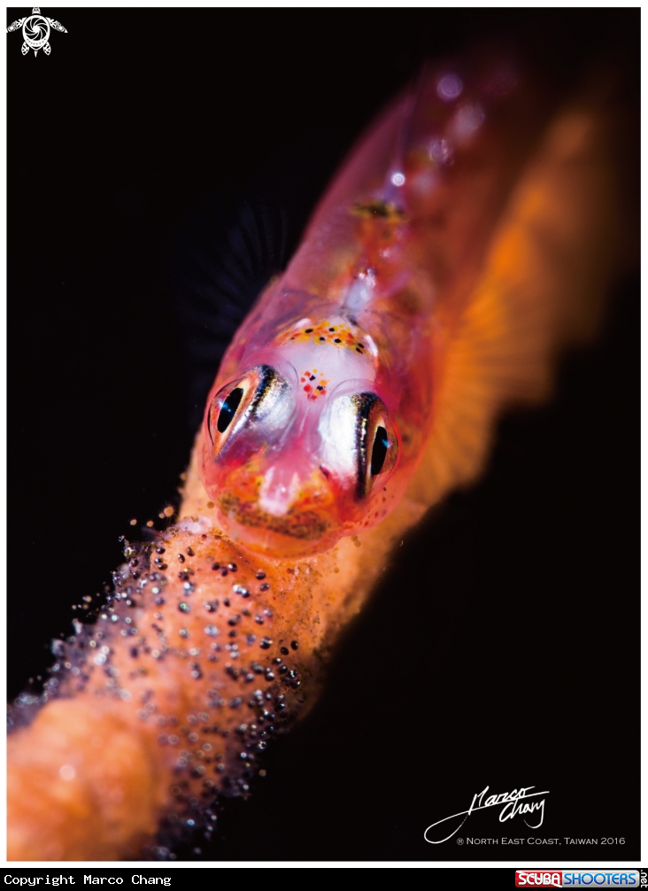 A Blenny & egg