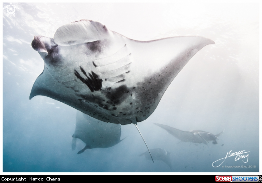 A Manta