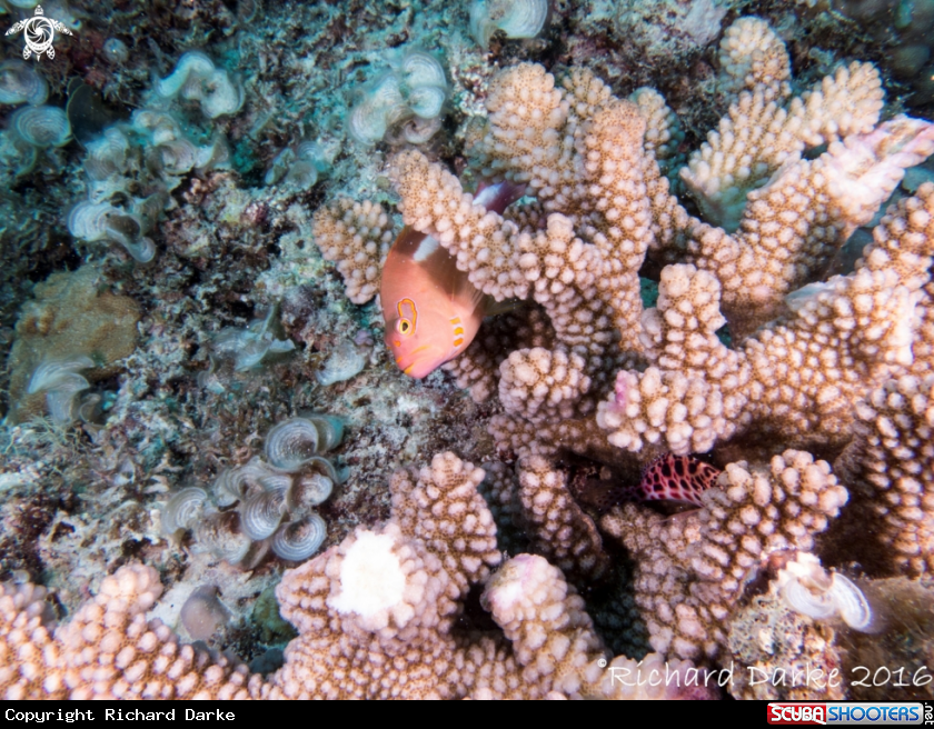 A Horseshoe hawkfish