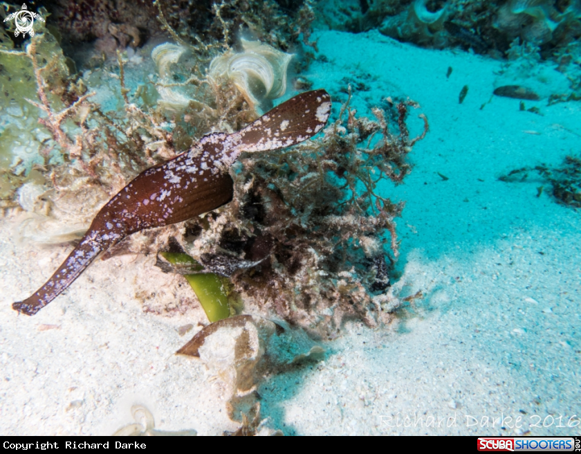 A Robust Ghost pipefish