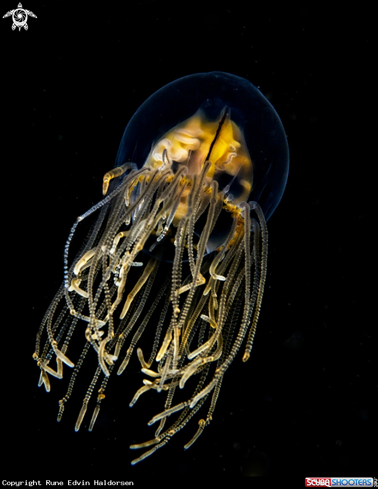 A Gonionemus murbachii