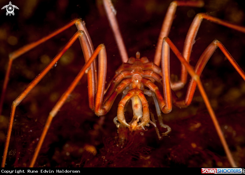 A Sea Spider