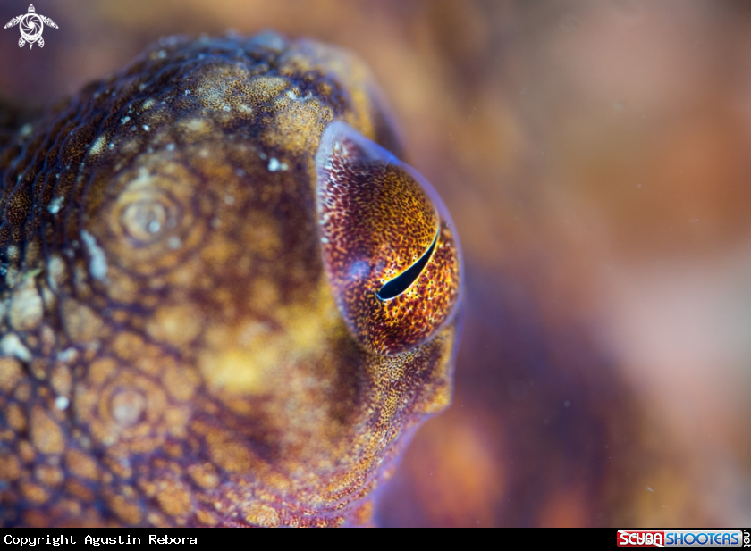 A Pulpo