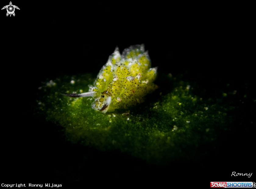 A Costasiella Kuroshimae