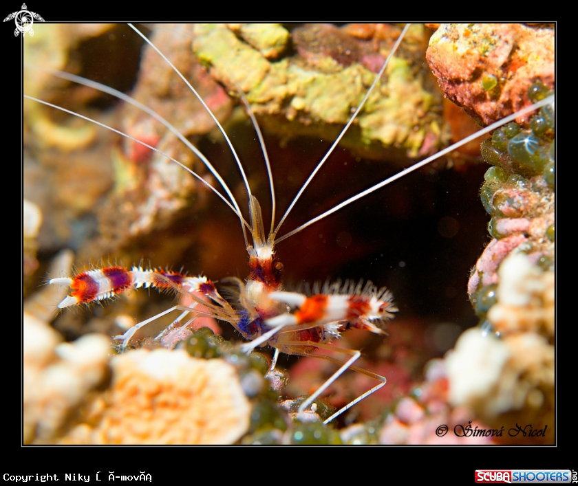 A stenopus hispidus