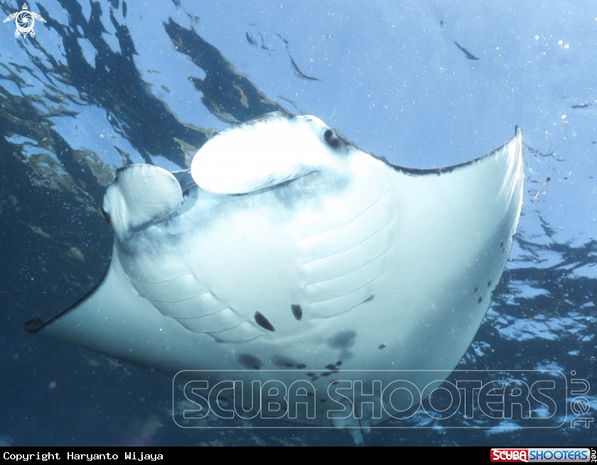 A Manta Ray