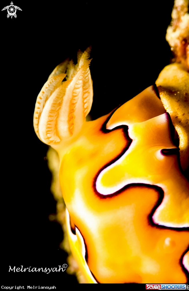 A Nudibranch