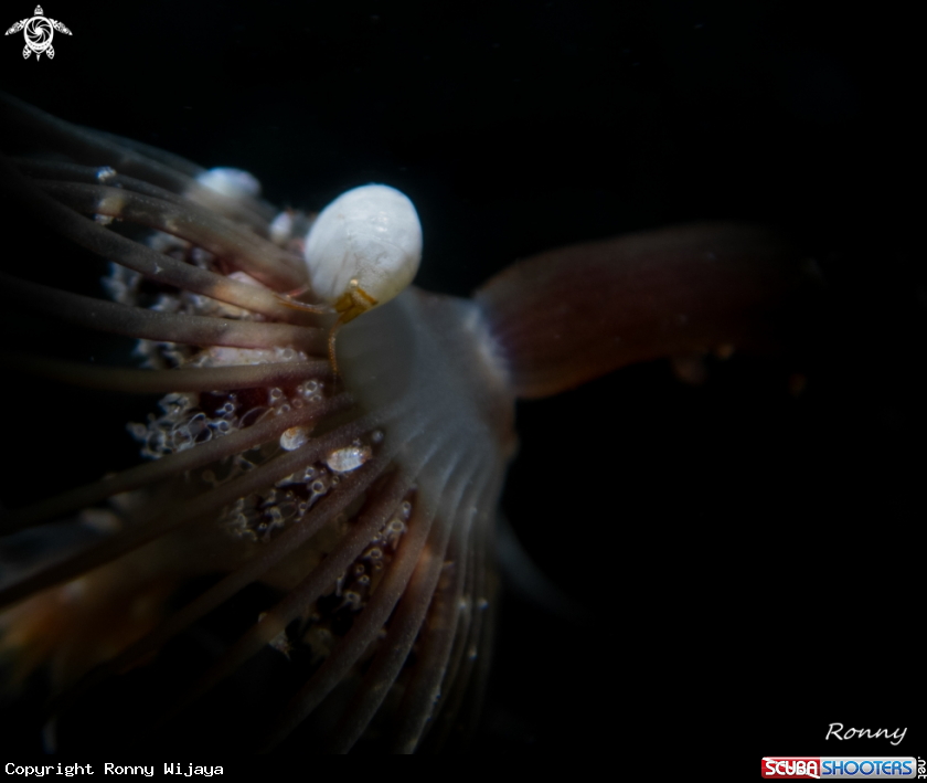A Ladybug amphipod