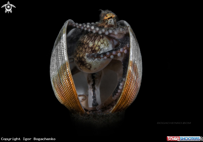 A Coconut Octopus (Amphioctopus Marginatus)