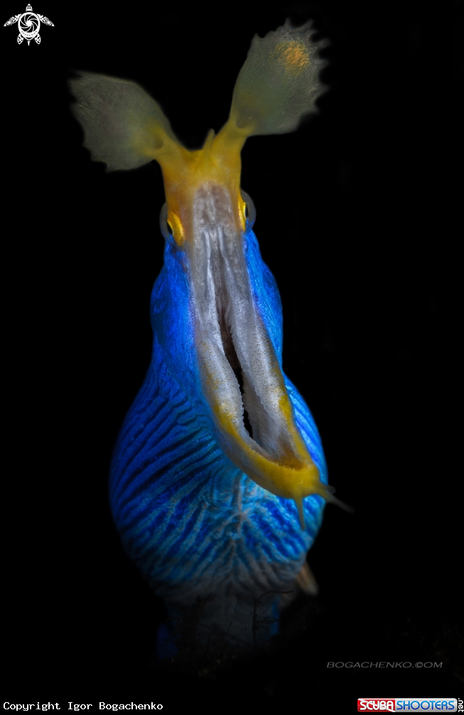 A Ribbon Eel 