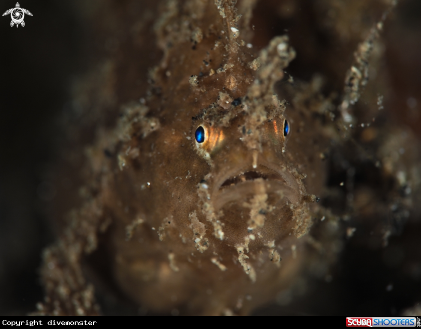 A FrogFish