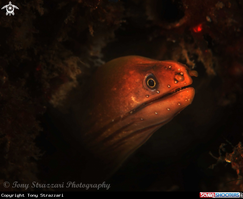 A Green Moray
