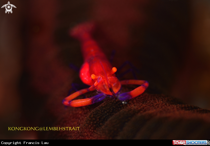 A Wire coral shrimp