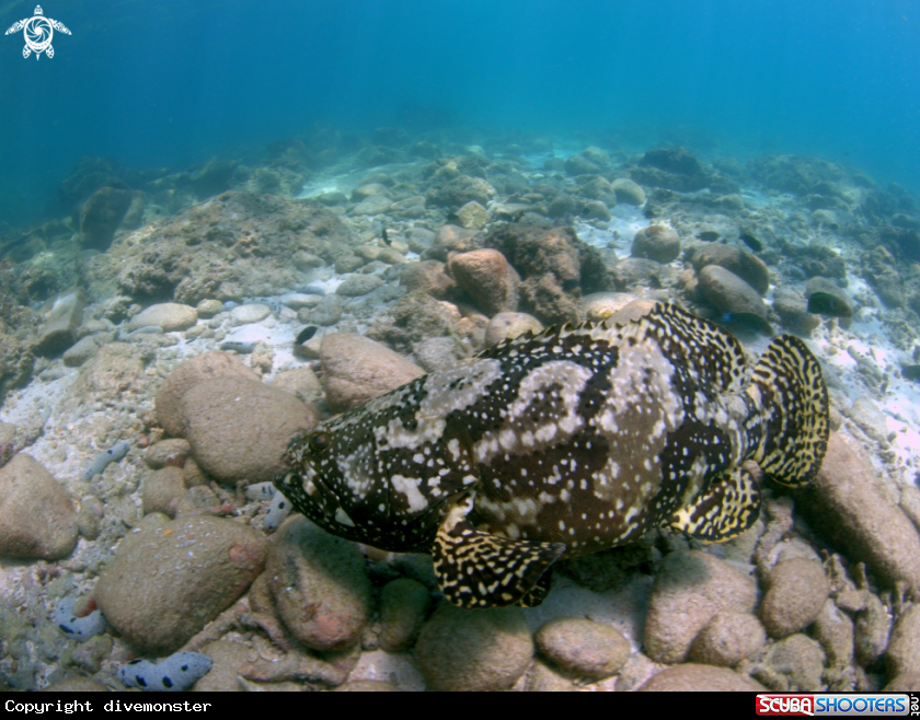 A Giant Grouper