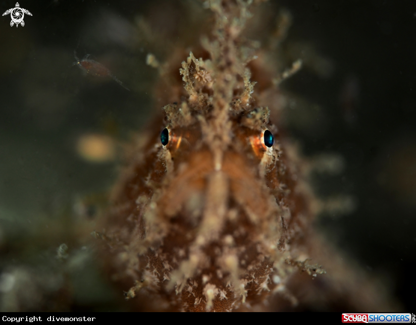 A FrogFish