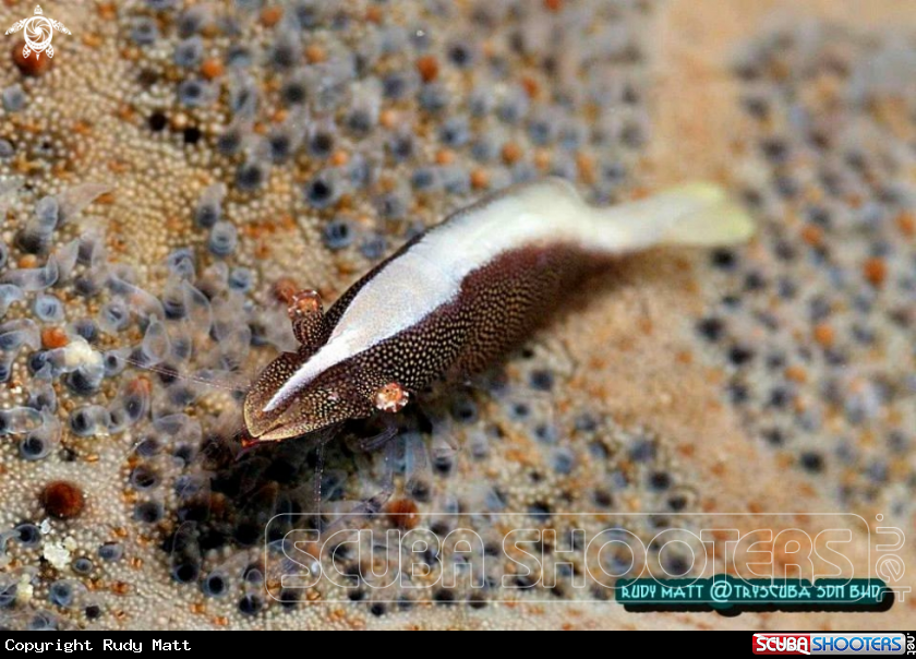 A Starfish shrimp