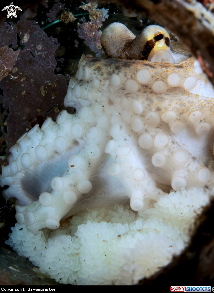 A Mototi Octopus