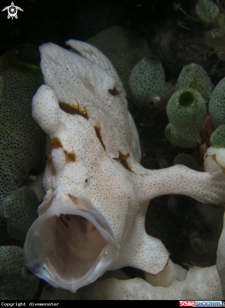 A frogfish