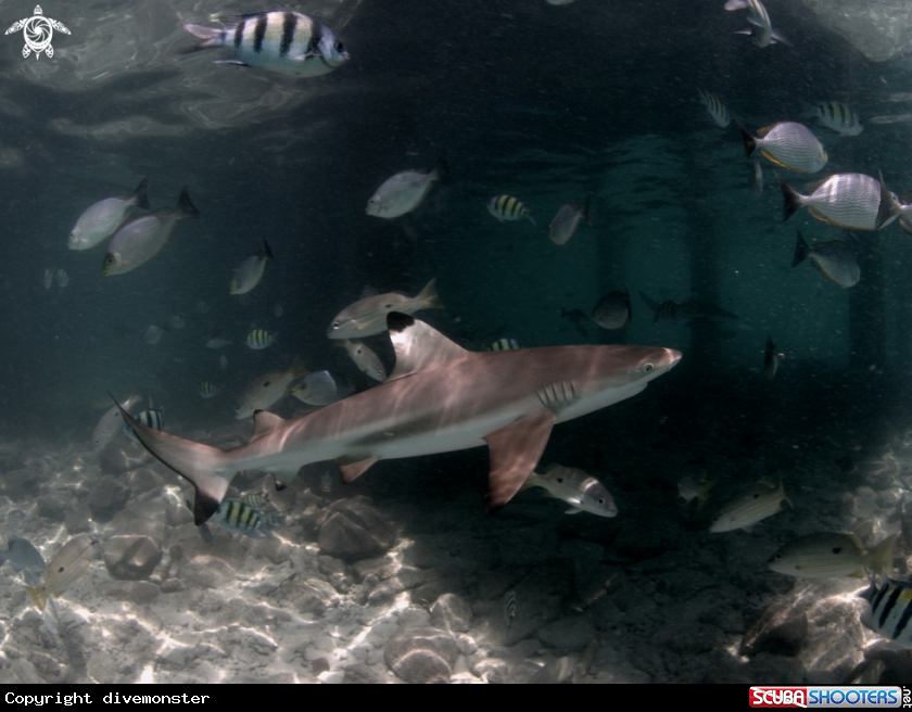 A Black Tip 