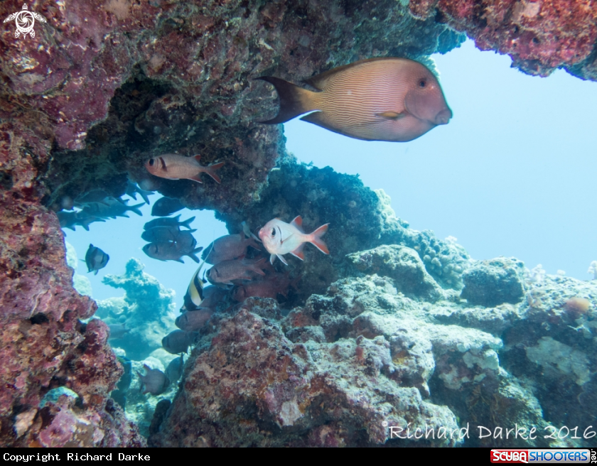 A Surgeonfish