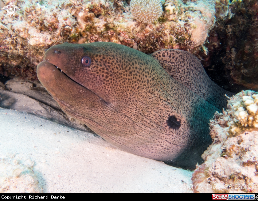 A Giant Moray