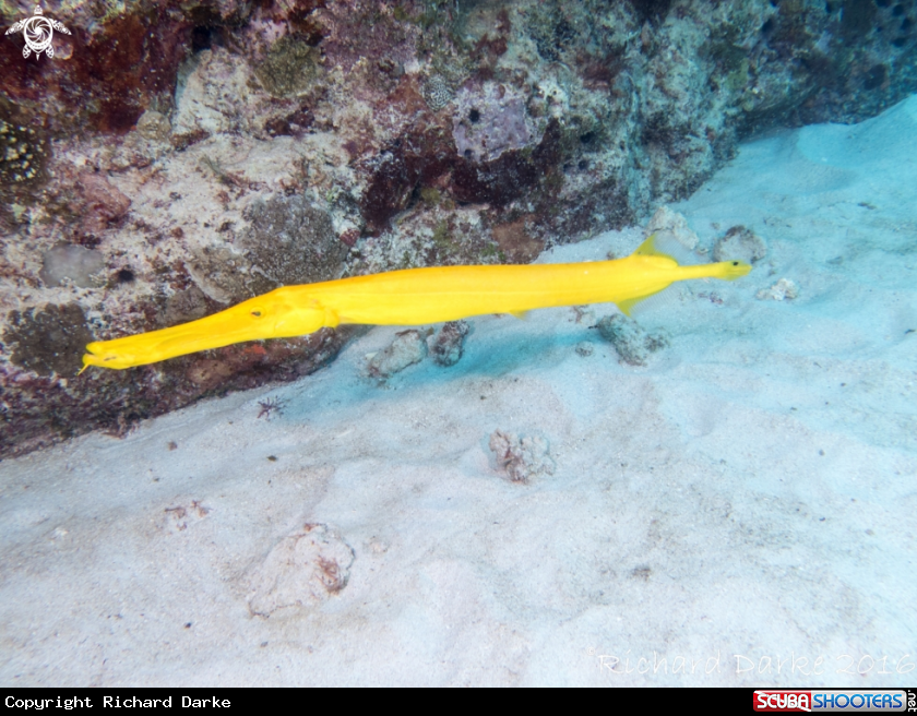A Trumpet fish