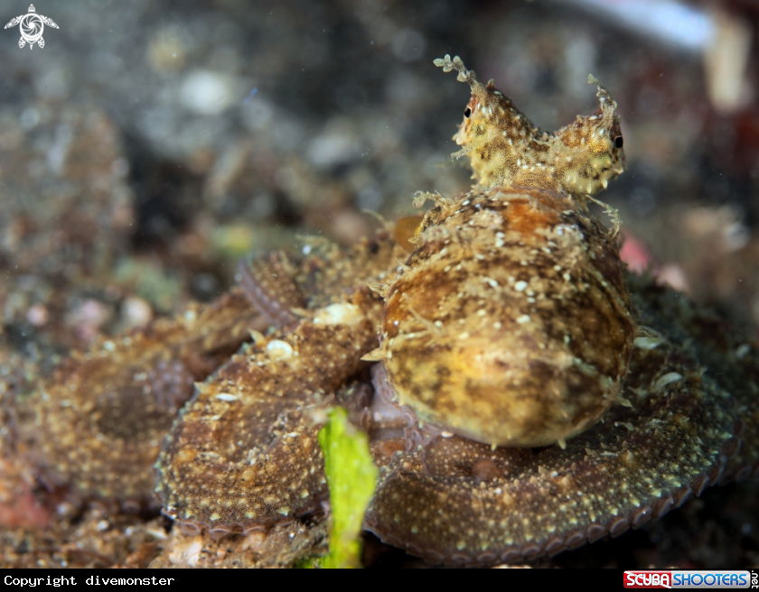 A Algae Octopus